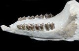 Oligocene Horse (Mesohippus) Lower Jaws - South Dakota #78126-3
